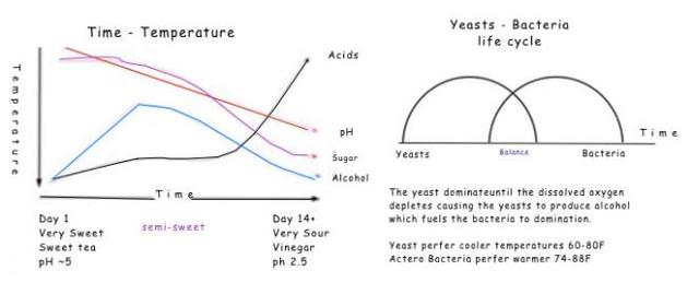 Mythos oder Wahrheit? Alkohol in Kombucha und wie man alkoholfreien Kombucha herstellt Mythos oder Wahrheit? Alkohol in Kombucha und wie man alkoholfreien Kombucha herstellt