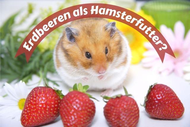 Erdbeerzeit für Hamster: Welche Menge ist sicher?