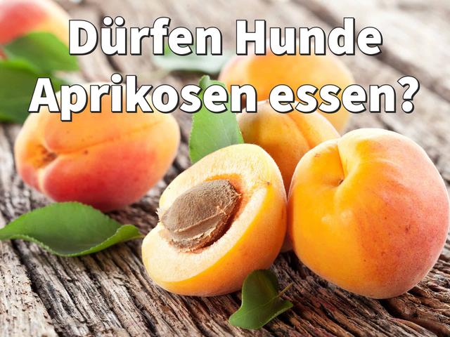 Leckere Snackideen mit Aprikosen für Hunde: Roh, püriert oder getrocknet