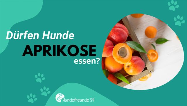 Gefahren beim Verzehr von Aprikosen für Hunde: Kerne, Blätter und Stängel meiden