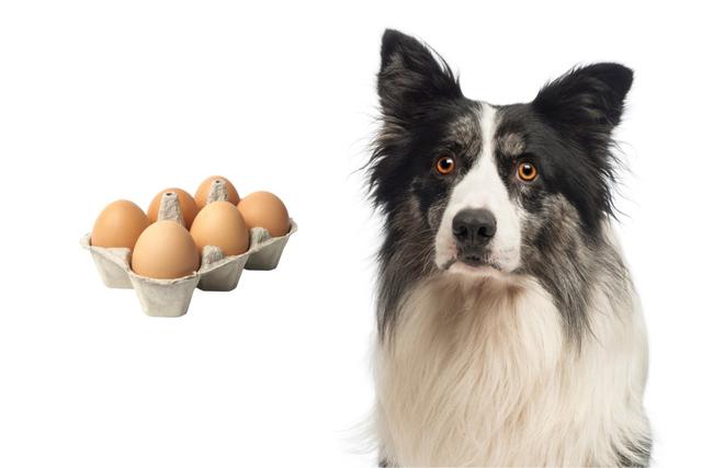 Die richtige Zubereitung von Eiern für deinen Hund