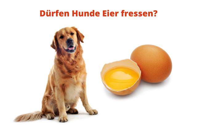Hühnereier in der Hundeernährung: Tipps und Empfehlungen