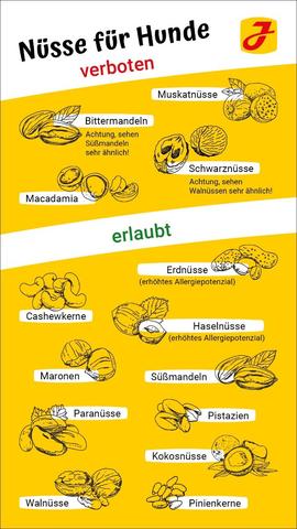 Vorsicht bei Allergien: Sollten Hunde Haselnüsse meiden?