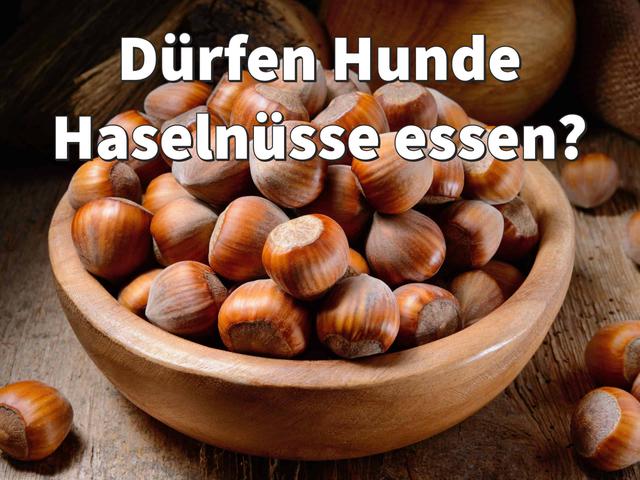 Haselnüsse als Snack für Hunde: Was du beachten solltest