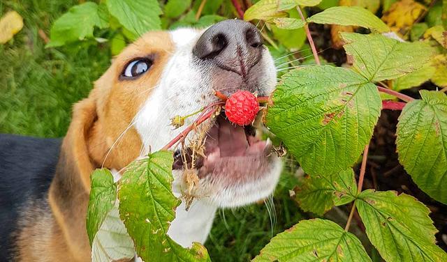 Himbeeren für Hunde: Welche Vorteile haben sie und wie können sie gefüttert werden? Himbeeren für Hunde: Welche Vorteile haben sie und wie können sie gefüttert werden?
