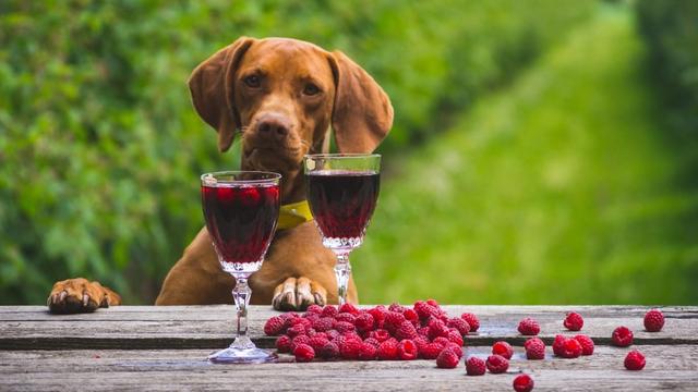 Können Hunde Himbeeren essen? Erfahren Sie, welche Beeren für Ihren Hund geeignet sind Können Hunde Himbeeren essen? Erfahren Sie, welche Beeren für Ihren Hund geeignet sind