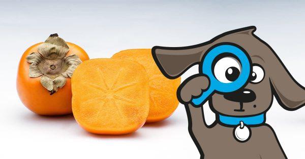 Hunde und Kakis: Erlaubt oder giftig? Hunde und Kakis: Erlaubt oder giftig?