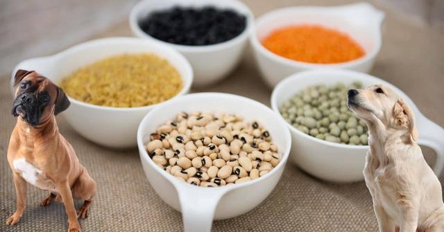 Vegetarisches Hundefutter mit Linsen: Eine Alternative für deinen Vierbeiner Vegetarisches Hundefutter mit Linsen: Eine Alternative für deinen Vierbeiner
