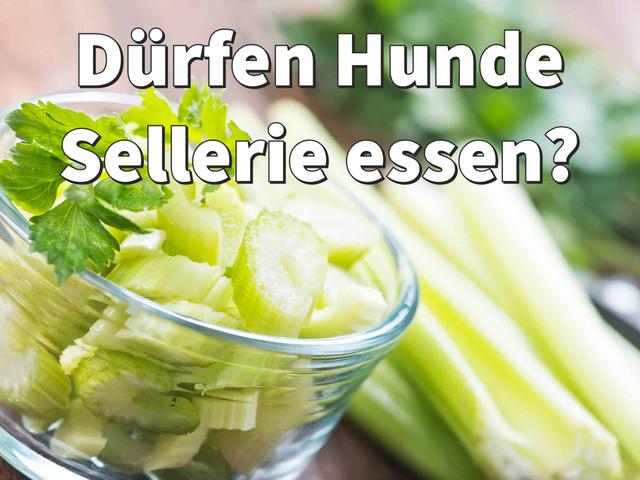 Gesundes Gemüse für Hunde: Warum Sellerie eine gute Wahl ist. Gesundes Gemüse für Hunde: Warum Sellerie eine gute Wahl ist.