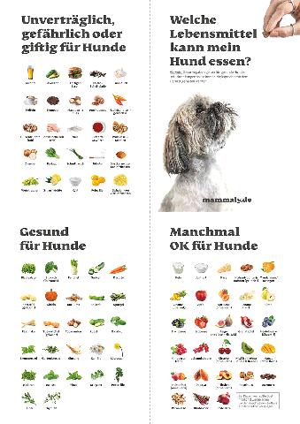 Alternativen zu Sellerie: Welche anderen Gemüsesorten sind gut für Hunde? Alternativen zu Sellerie: Welche anderen Gemüsesorten sind gut für Hunde?