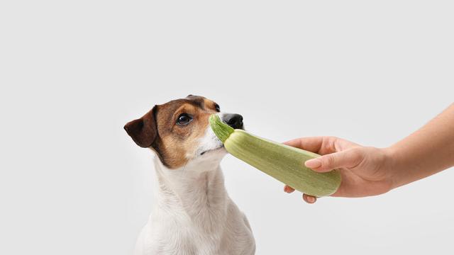 Die richtige Zubereitung von Zucchini für Ihren Hund Die richtige Zubereitung von Zucchini für Ihren Hund