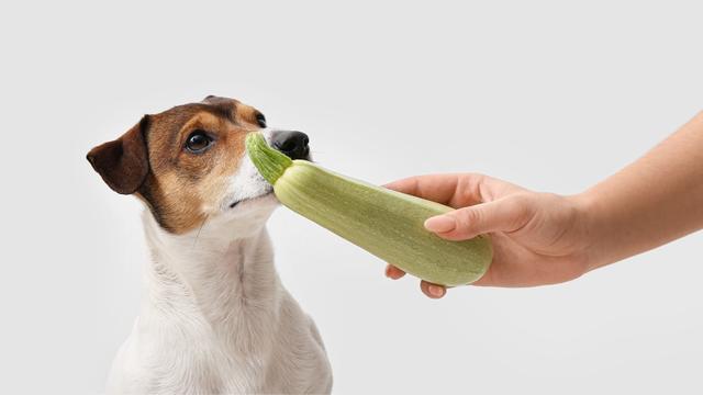 Alternativen zu Zucchini in der Hundeernährung: Eine Auswahl gesunder Obst- und Gemüsesorten Alternativen zu Zucchini in der Hundeernährung: Eine Auswahl gesunder Obst- und Gemüsesorten