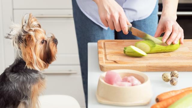 Gesundheitliche Vorteile von Zucchini für Hunde und Welpen Gesundheitliche Vorteile von Zucchini für Hunde und Welpen