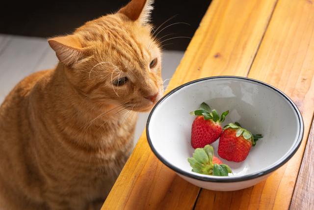 Können Katzen Erdbeeren essen? Wichtige Informationen zur Fütterung Können Katzen Erdbeeren essen? Wichtige Informationen zur Fütterung
