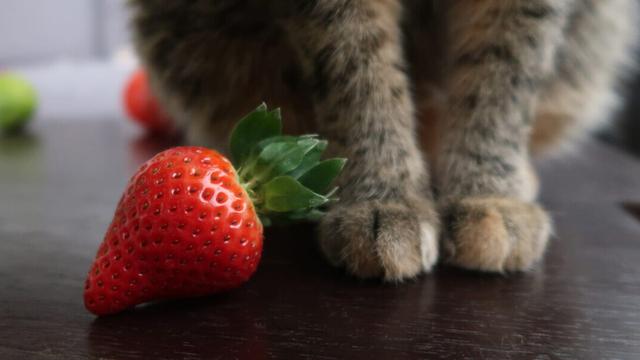 Erdbeeren als Snack für Katzen: Ja oder Nein? Erdbeeren als Snack für Katzen: Ja oder Nein?