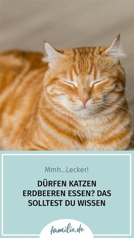 Erdbeeren und Katzen: Was du wissen solltest Erdbeeren und Katzen: Was du wissen solltest