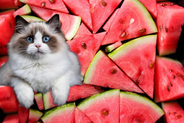 Wassermelone für Katzen: Was Tierärzte empfehlen