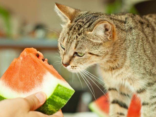 Gesunde Nascherei oder Gefahr? Wassermelone für Katzen erklärt