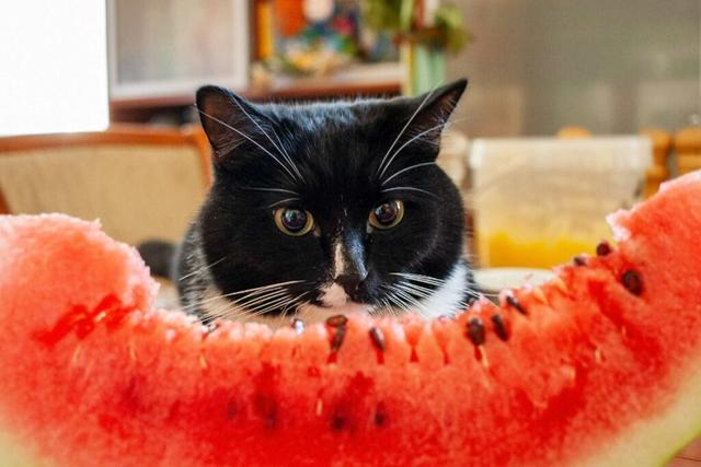 Können Katzen Wassermelone essen? Alles, was du wissen musst