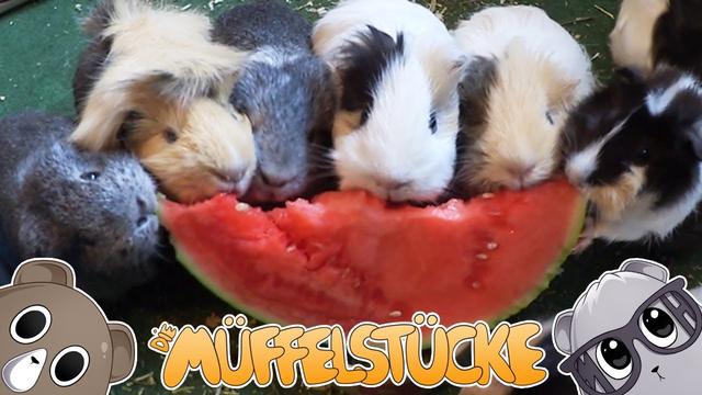 Wie man Wassermelonen für Meerschweinchen zubereitet