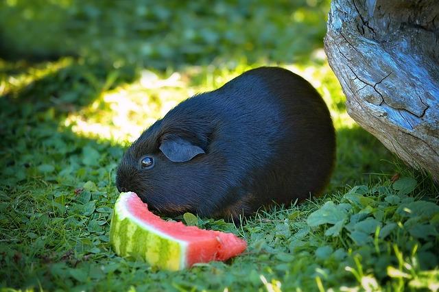 Die gesundheitlichen Vorteile von Wassermelone für Meerschweinchen