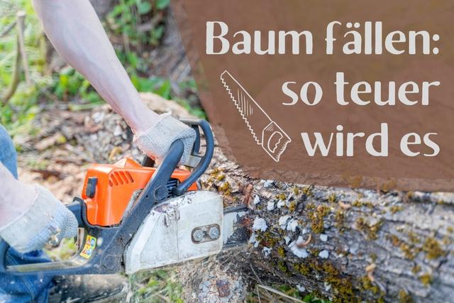 Kostenaufwand für Baumfällung: