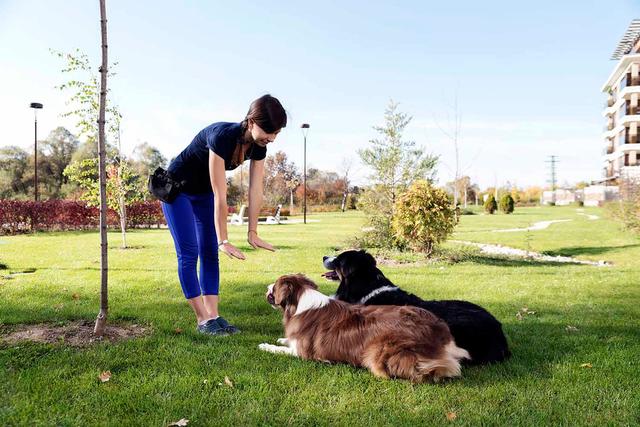 Geld sparen bei der Hundeerziehung: Die richtige Wahl der Hundeschule Geld sparen bei der Hundeerziehung: Die richtige Wahl der Hundeschule