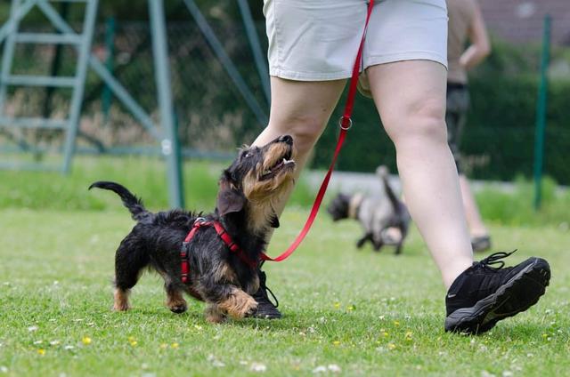 Wie viel kostet eine Hundeschule? Alle Informationen hier Wie viel kostet eine Hundeschule? Alle Informationen hier