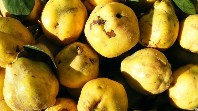 Quittensaft in der Küche: Leckere Ideen für die Verarbeitung Quittensaft in der Küche: Leckere Ideen für die Verarbeitung