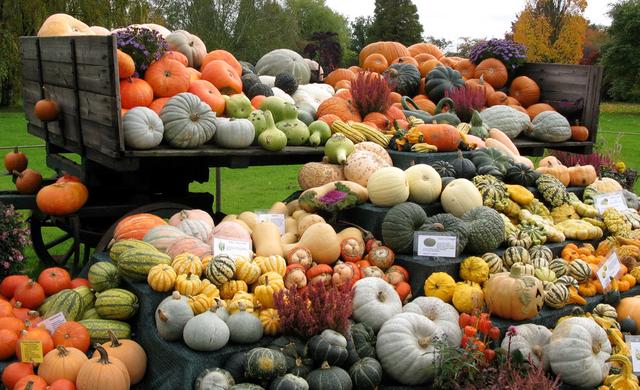 Giftige Kürbissorten: Was Sie beim Selberziehen beachten sollten