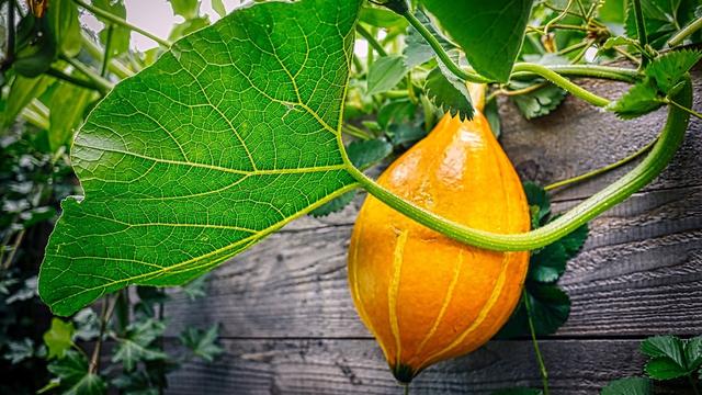 Wann ist der beste Zeitpunkt, um Kürbisse vorzuziehen? Praktische Ratschläge für eine erfolgreiche Aussaat Wann ist der beste Zeitpunkt, um Kürbisse vorzuziehen? Praktische Ratschläge für eine erfolgreiche Aussaat