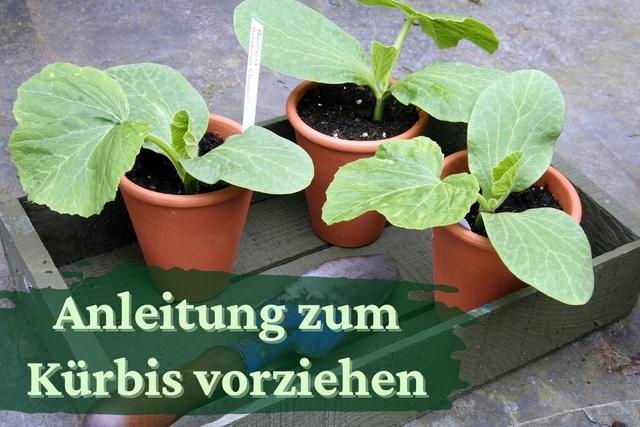Erfolgreiche Kürbisanzucht: Vorziehen von Kürbissen im Frühjahr Erfolgreiche Kürbisanzucht: Vorziehen von Kürbissen im Frühjahr