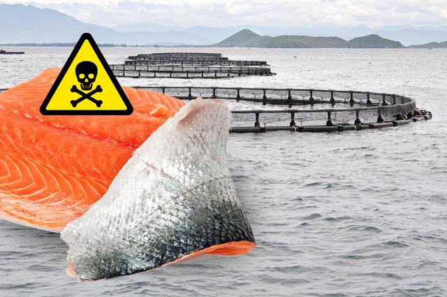 Giftiges Fischfutter und Umweltverschmutzung: Die erschreckende Wahrheit über den Lachs Giftiges Fischfutter und Umweltverschmutzung: Die erschreckende Wahrheit über den Lachs