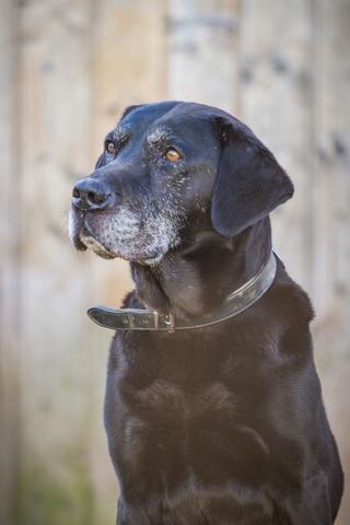 Bewegung und Beschäftigung - wichtige Faktoren für ein langes Labrador-Leben Bewegung und Beschäftigung - wichtige Faktoren für ein langes Labrador-Leben