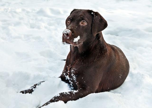 Vorsorgeuntersuchungen und Impfungen zur Verlängerung der Lebensdauer des Labradors Vorsorgeuntersuchungen und Impfungen zur Verlängerung der Lebensdauer des Labradors