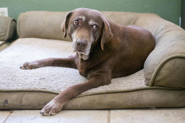 Lebensdauer des Labradors: Wie alt werden Labradore? Lebensdauer des Labradors: Wie alt werden Labradore?