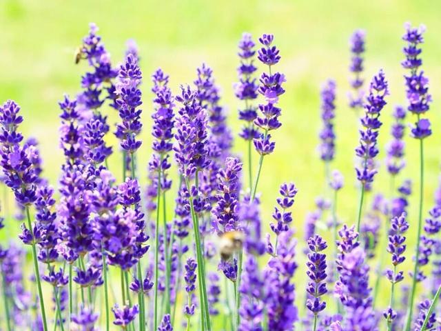 So bleibt der Lavendel kompakt: Tipps zum Schneiden der beliebten Pflanze So bleibt der Lavendel kompakt: Tipps zum Schneiden der beliebten Pflanze