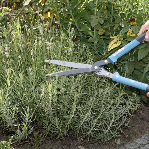 Lavendel zurückschneiden Wann ist der beste Zeitpunkt? Sieu Thi Do