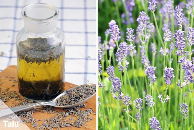 Selbstgemachtes Lavendelöl: Einfache Rezepte und Anwendungsmöglichkeiten Selbstgemachtes Lavendelöl: Einfache Rezepte und Anwendungsmöglichkeiten