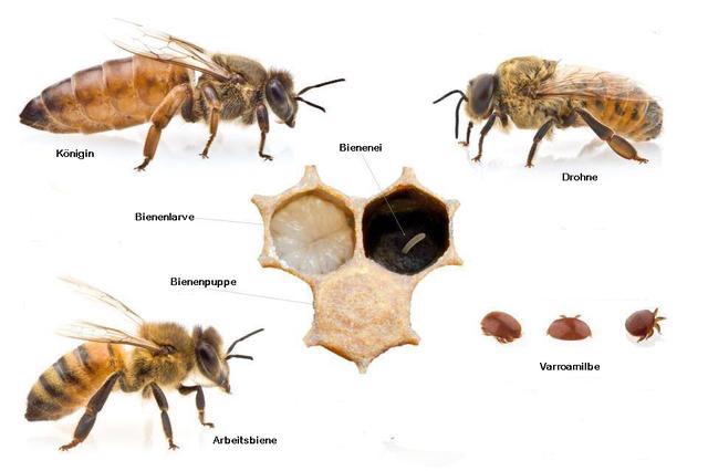 Die Altersentwicklung bei Bienen: Von der Larve zur Flugbiene