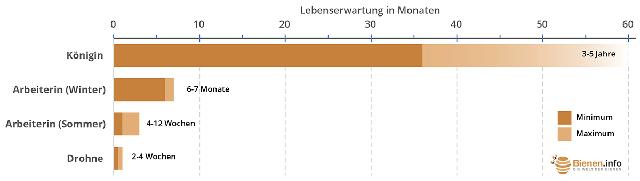 Die Lebensdauer von Bienen: Wie lange leben sie wirklich?