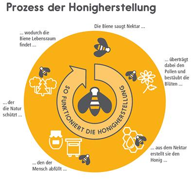 Die verschiedenen Phasen im Leben einer Arbeitsbiene
