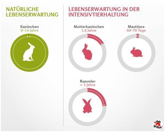 Kaninchenalter: Wie lange können Zwergkaninchen leben? Kaninchenalter: Wie lange können Zwergkaninchen leben?