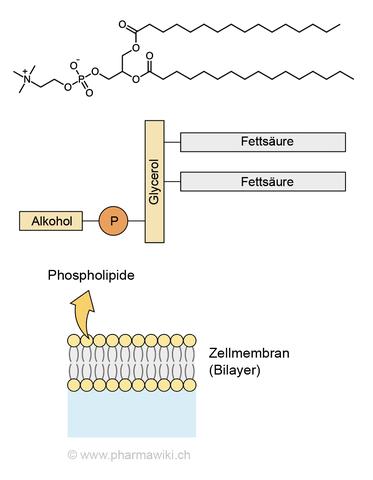 6. Der Zusammenhang zwischen Lecithin und einer nachhaltigen Gesellschaft 6. Der Zusammenhang zwischen Lecithin und einer nachhaltigen Gesellschaft
