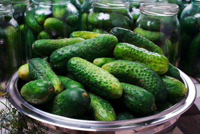 Selbstgemachte Salzgurken: Eine köstliche Delikatesse für die kalte Jahreszeit