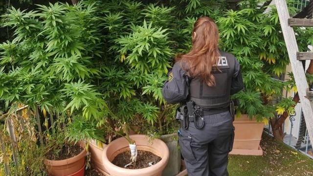 Eigenbedarf und Eigenanbau: Neue Regelungen zur Cannabis-Legalisierung in Deutschland Eigenbedarf und Eigenanbau: Neue Regelungen zur Cannabis-Legalisierung in Deutschland