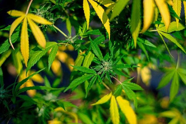 Ampel-Koalition plant begrenzte Legalisierung von Cannabis: Was Sie wissen müssen Ampel-Koalition plant begrenzte Legalisierung von Cannabis: Was Sie wissen müssen