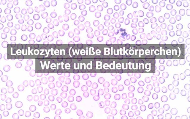 Gesunde Ernährung zur Steigerung der Leukozytenzahl Gesunde Ernährung zur Steigerung der Leukozytenzahl