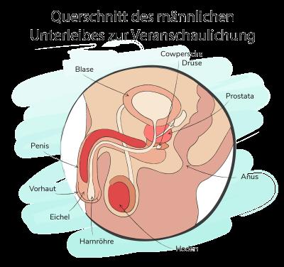 Übertragung von Geschlechtskrankheiten durch Lusttropfen Übertragung von Geschlechtskrankheiten durch Lusttropfen