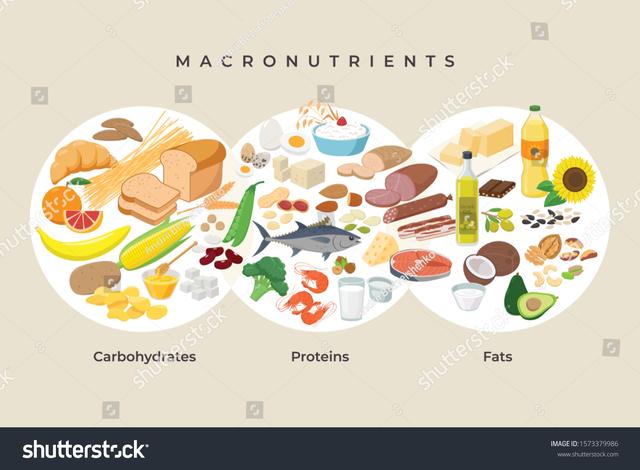 Alles über Makronährstoffe: Kohlenhydrate, Proteine und Fette Alles über Makronährstoffe: Kohlenhydrate, Proteine und Fette